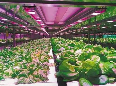 肇源縣北斗星農場12月28日揭牌