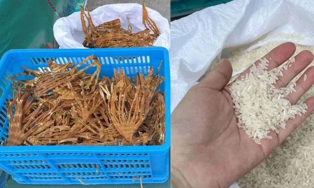 綦江區2023年消費幫扶農副土特產品展會,今日好物推薦!