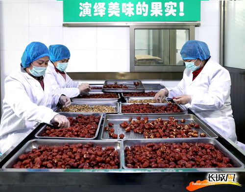 高清組圖 河北贊皇 大棗產業助農增收致富
