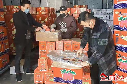 秦州區(qū)農(nóng)業(yè)產(chǎn)業(yè)化龍頭企業(yè)協(xié)會捐贈28噸 花牛蘋果 運往武漢戰(zhàn) 疫 一線