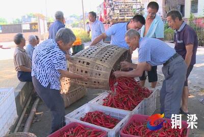 銅梁華興鎮:抓住產業發展“牛鼻子” 走出脫貧致富新路子