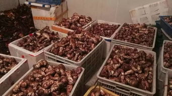新平臺丨 中國高原特產 電商平臺上線啦,甘孜州農副產品可免費進駐