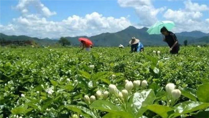柳州這42個村要發(fā)大財 年入100萬元!有你老家嗎?