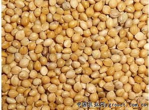 陽(yáng)原縣金弟農(nóng)副產(chǎn)品有限責(zé)任公司