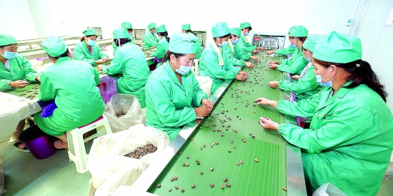 靈寶市某企業加工農副產品出口日韓